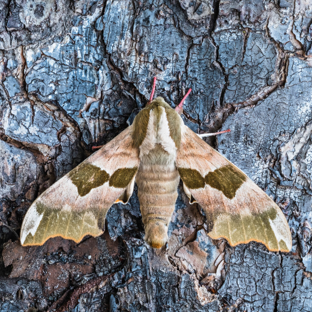 angle moth resting on a tree