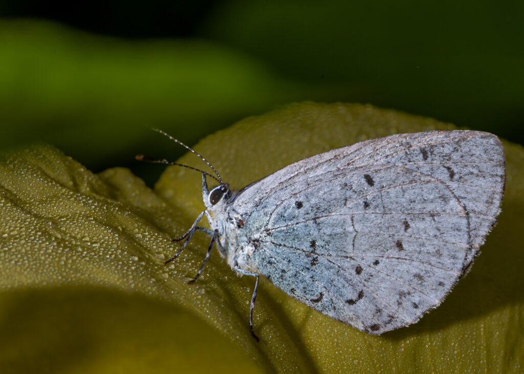 Holly Blue Moth - Common around Kenilworth Square