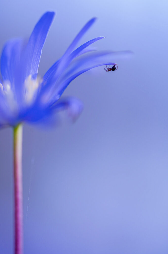 A spider resting on a wildflower